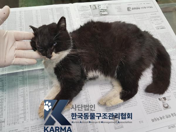한국동물구조관리협회_411304202500087