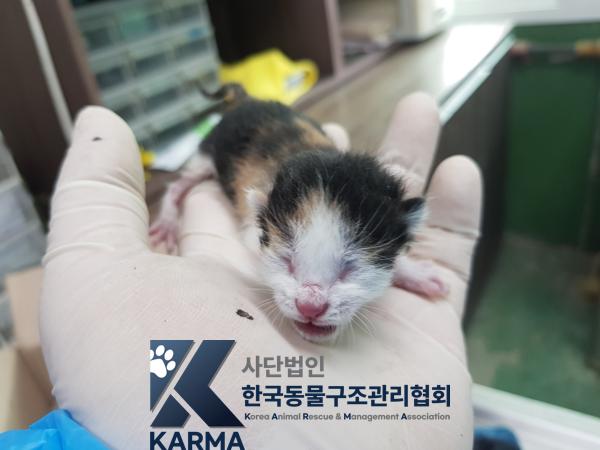 한국동물구조관리협회_411300202500027