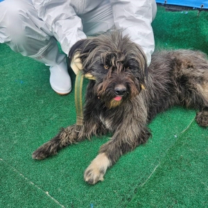 제주 동물보호센터_450650202500583