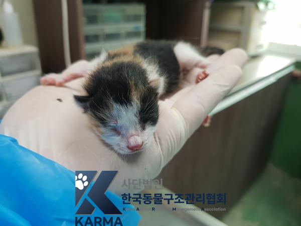 한국동물구조관리협회_411300202500028