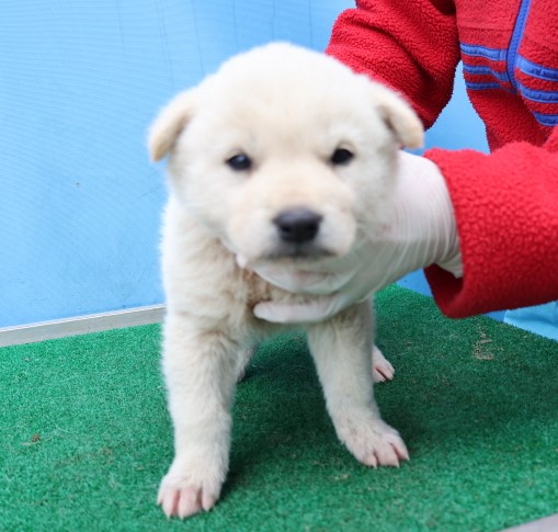 제주 동물보호센터_450650202500577