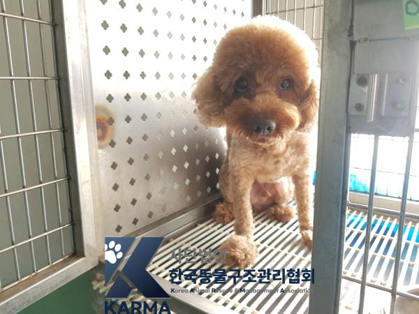 한국동물구조관리협회_441392202500037