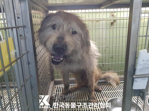 한국동물구조관리협회_441409202500299