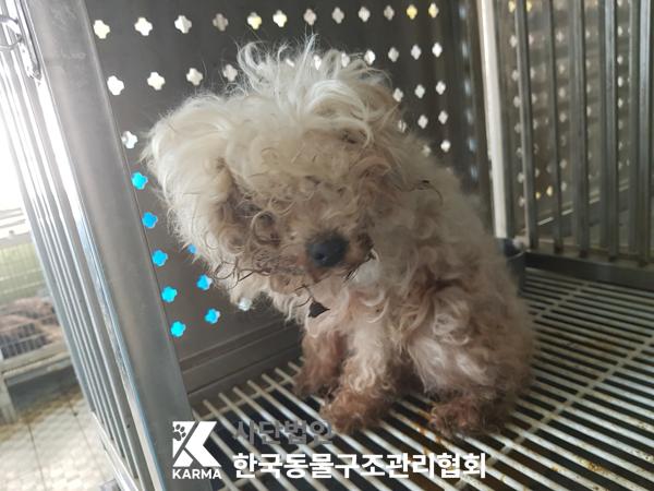 종료(안락사) 푸들…