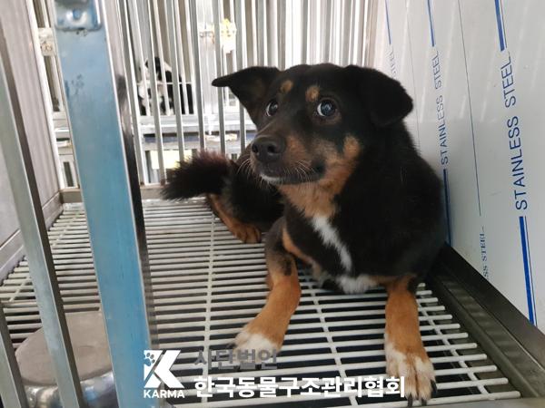 한국동물구조관리협회_411315202500104