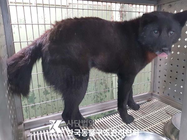 한국동물구조관리협회_441409202500304