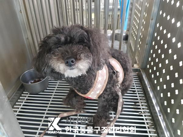 한국동물구조관리협회_441382202500101