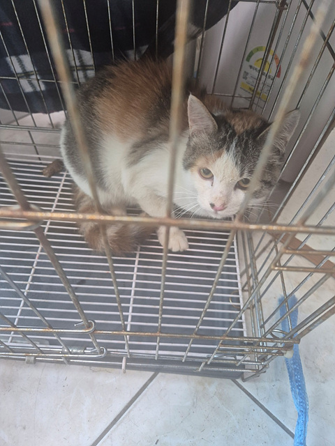 삼산종합동물병원_428354202500150