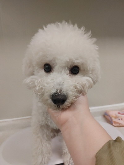(사)동부동물보호협회_426330202500017