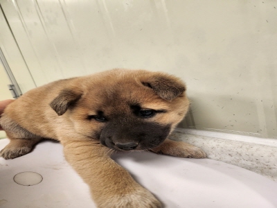 (사)동부동물보호협회_426330202500023