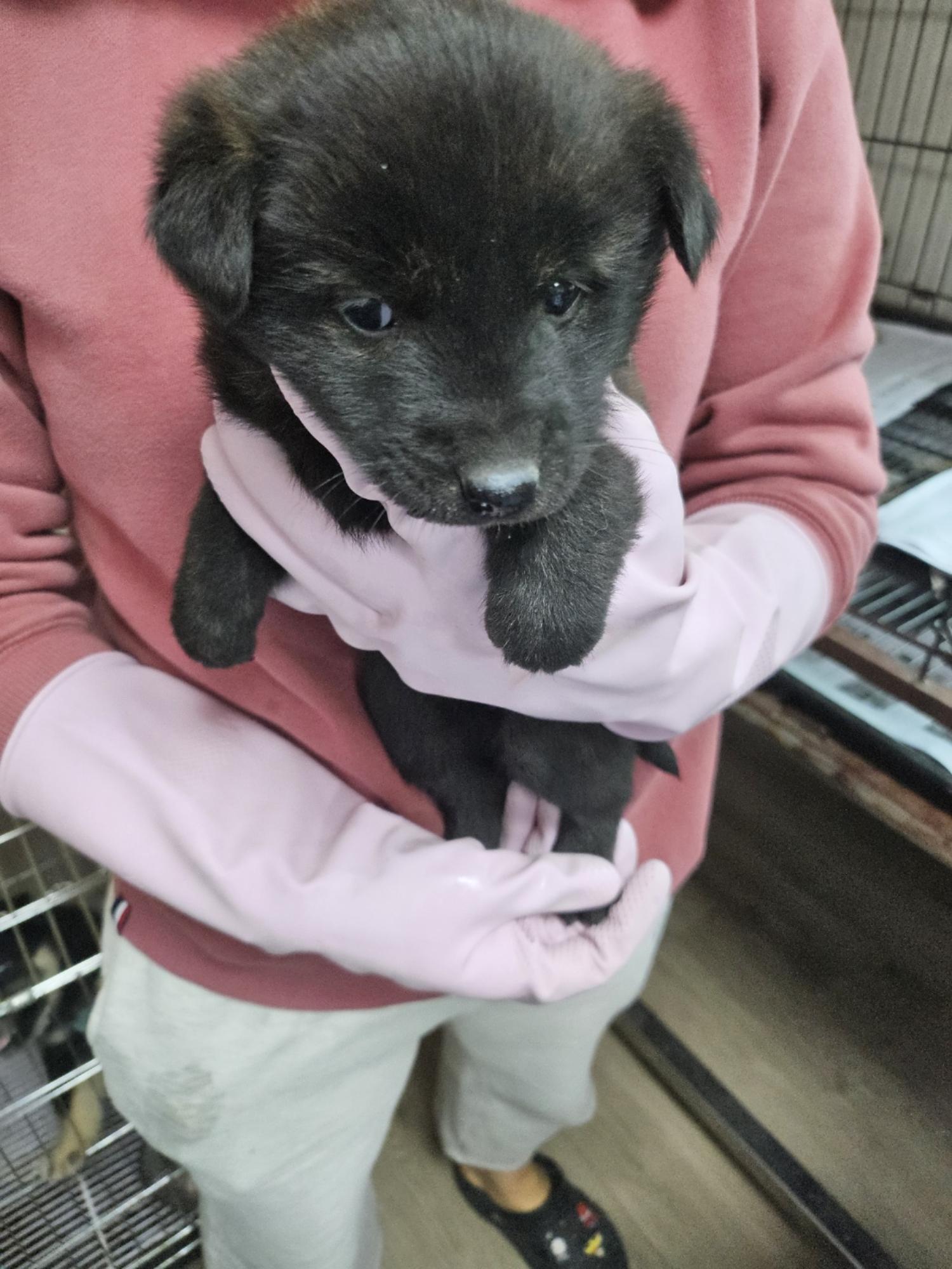 영광동물보호센터_446497202500046