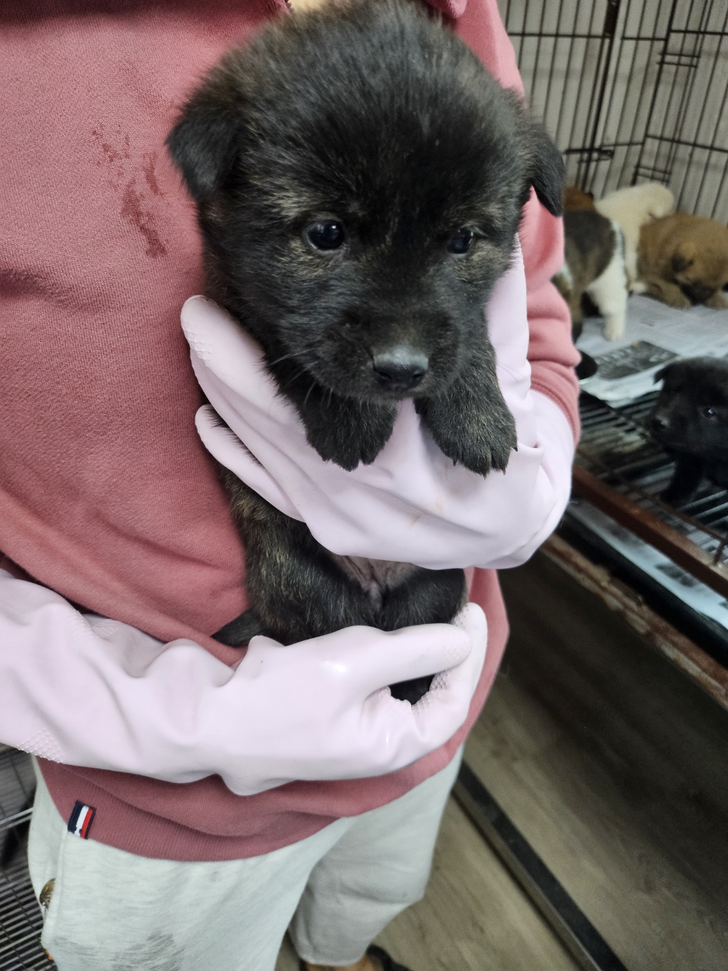 영광동물보호센터_446497202500047