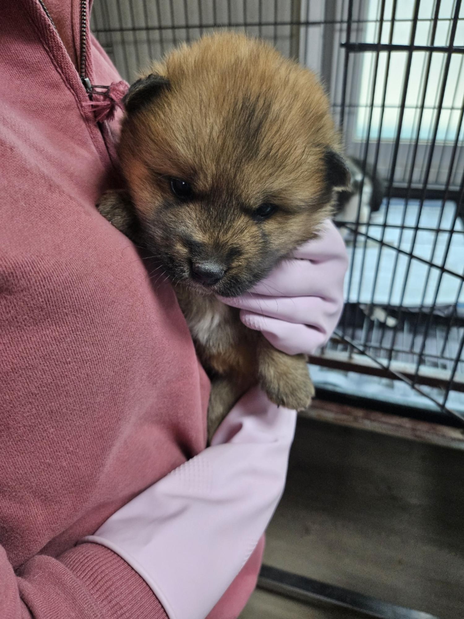 영광동물보호센터_446497202500049