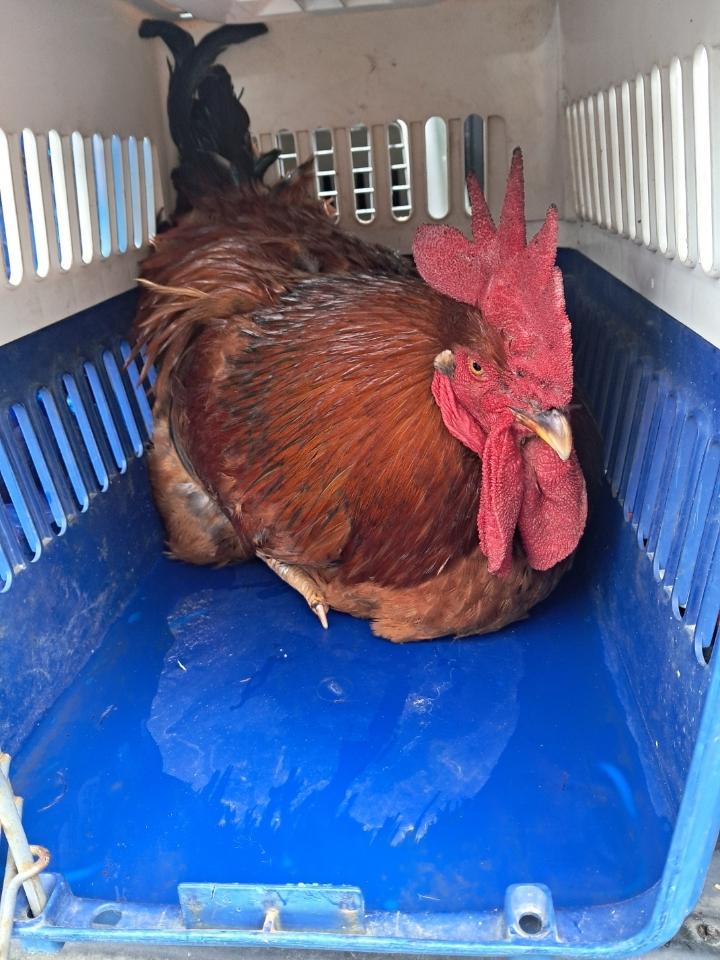 제주에니멀119(주)_450651202500490