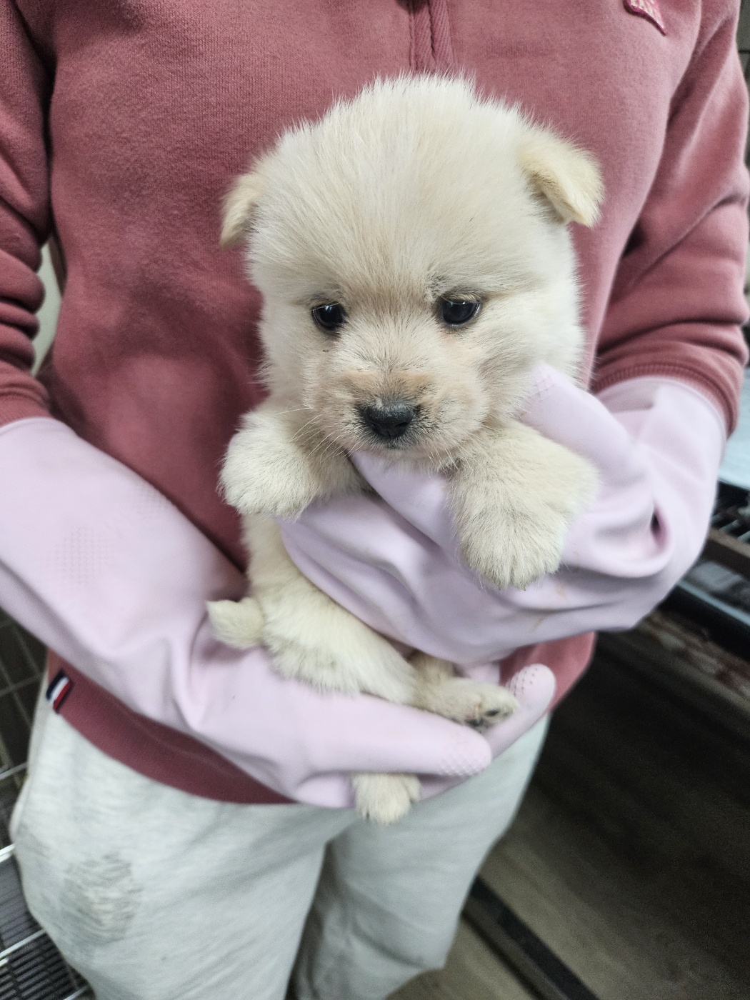 영광동물보호센터_446497202500052