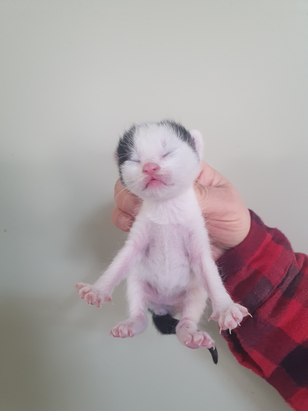 부산동물보호센터_426326202500043