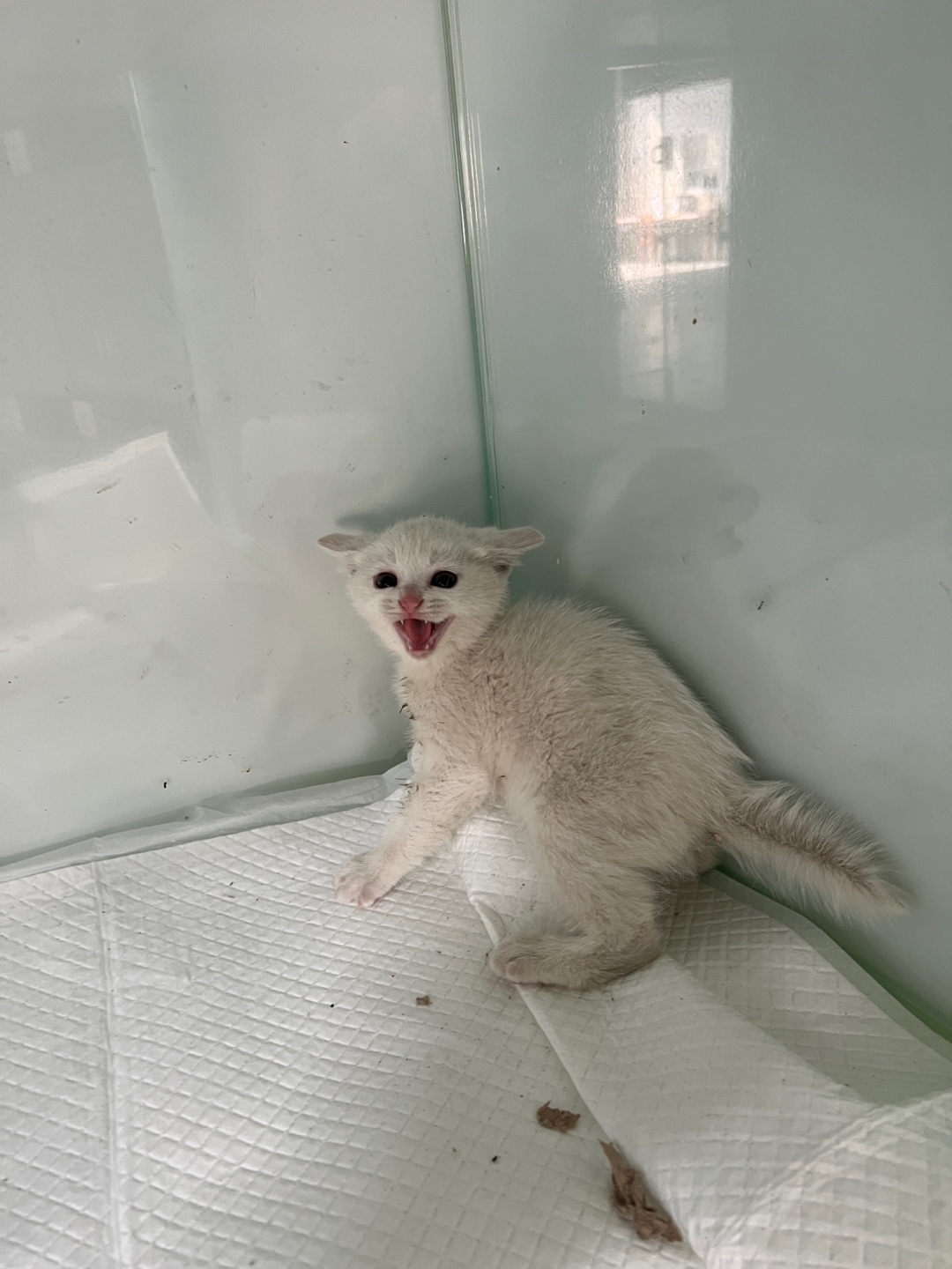 부산동물보호센터_426325202500020