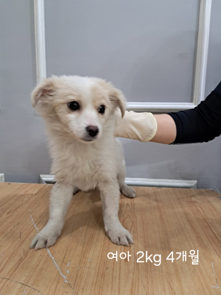 옥천동물병원_443443202500187