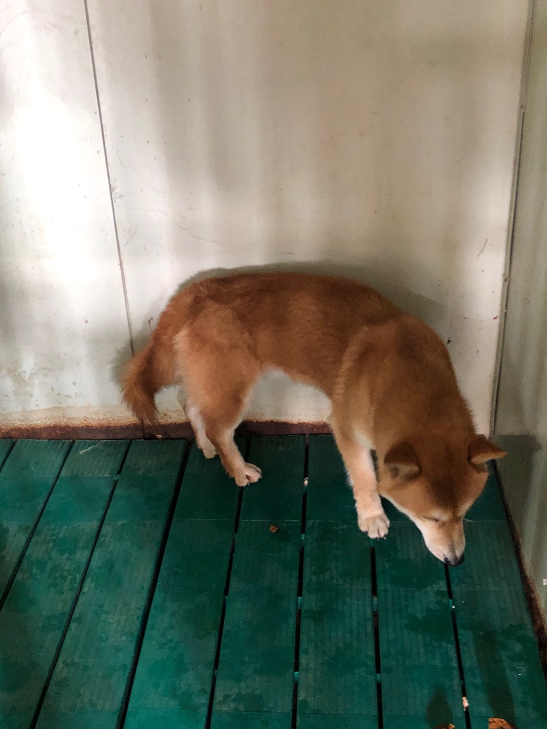디디동물병원_428357202500164