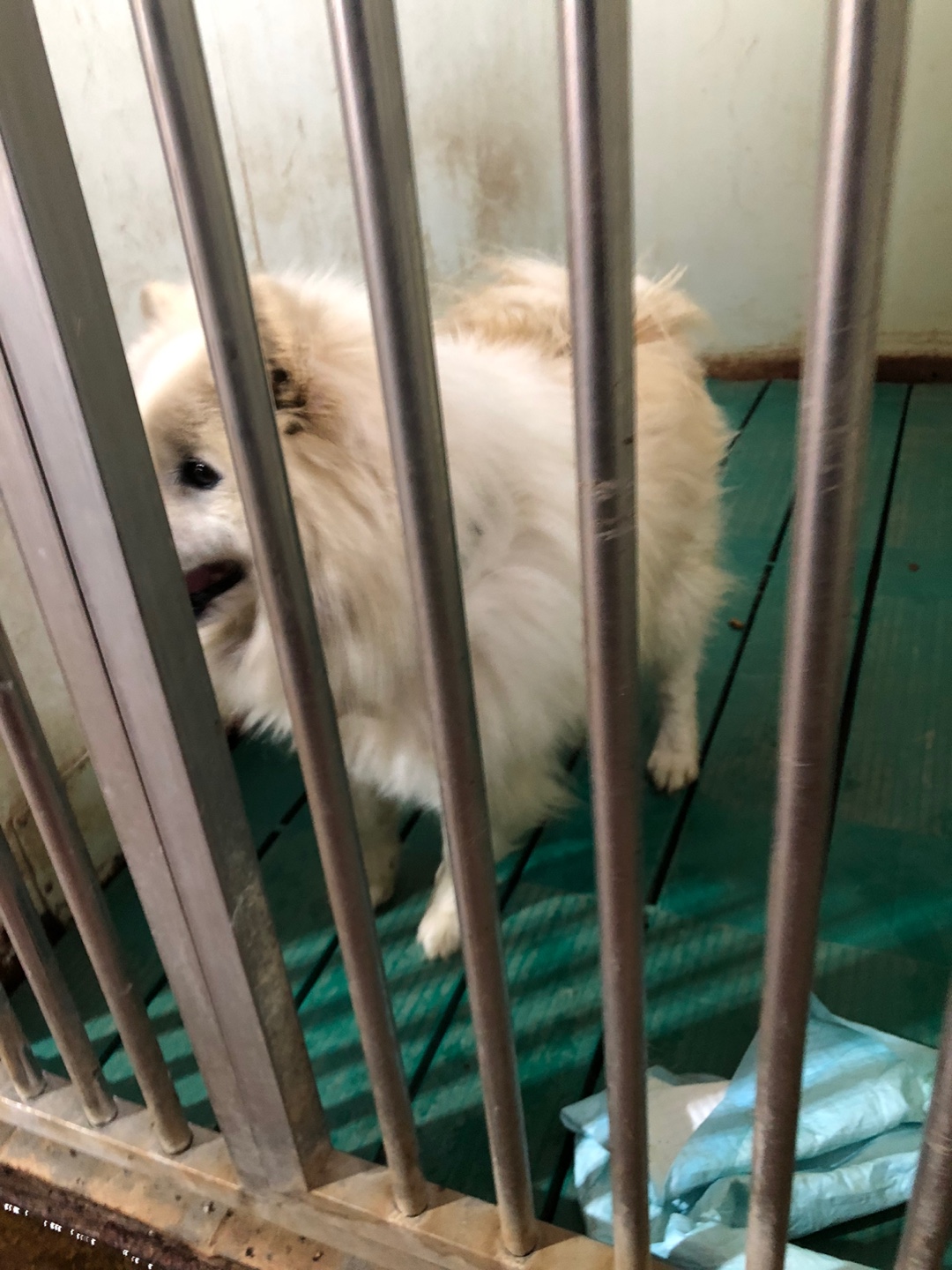 디디동물병원_428357202500161