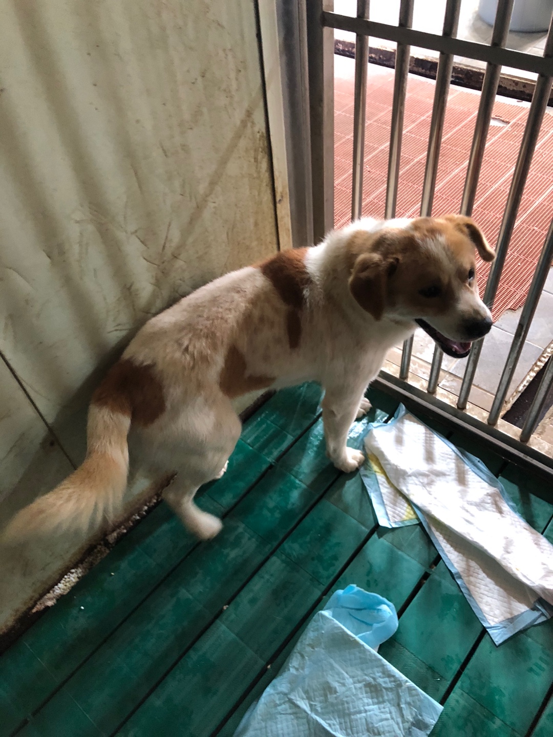 디디동물병원_428357202500163