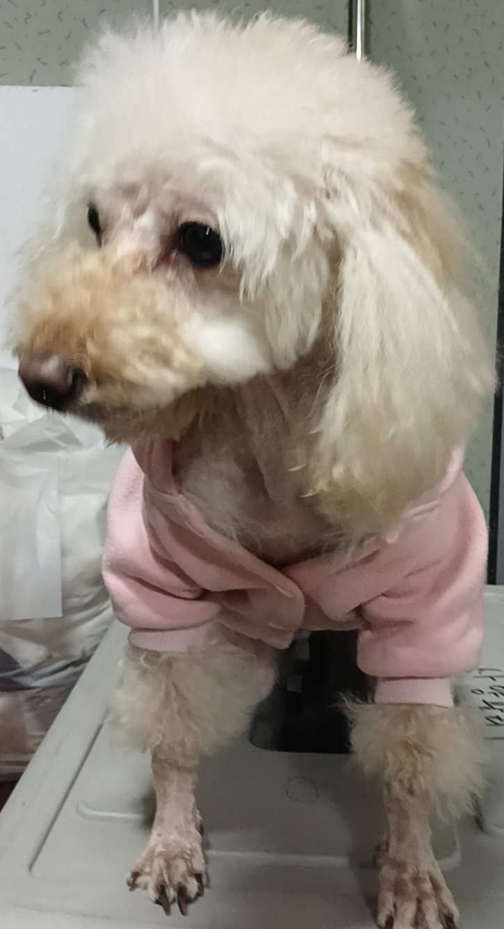 수원시 동물보호센터_441374202500119