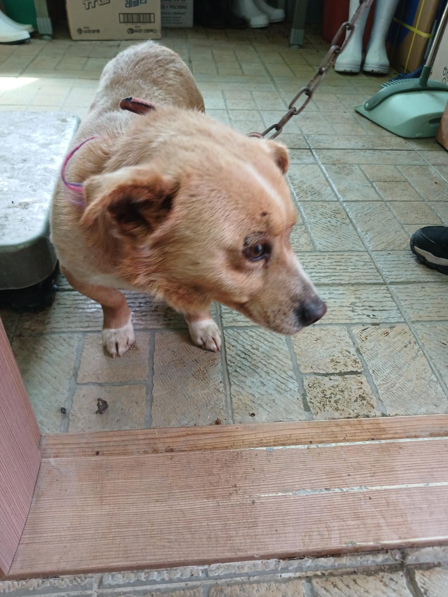 영주시 동물보호센터_447509202500081
