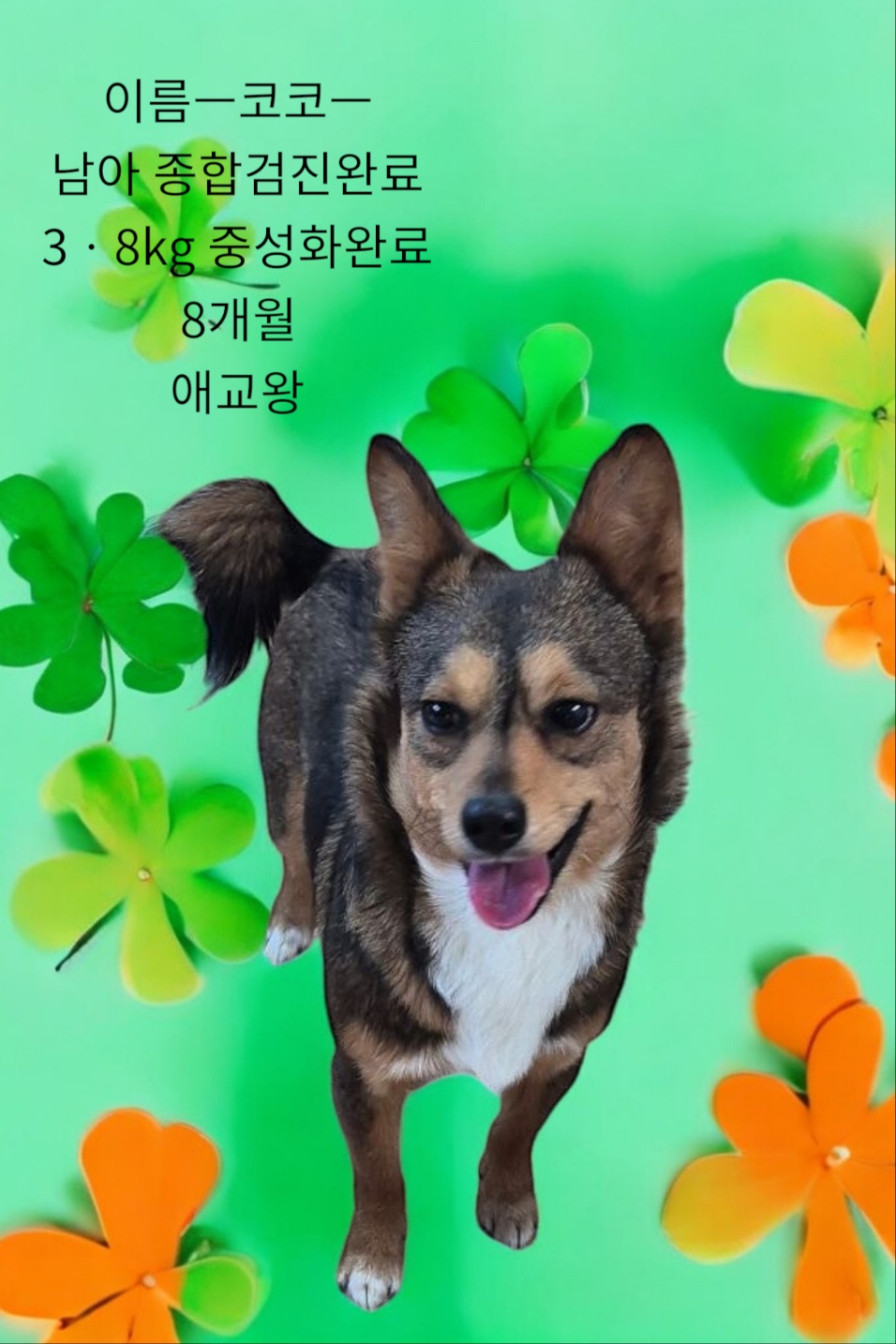 보호중 믹스견의 가…