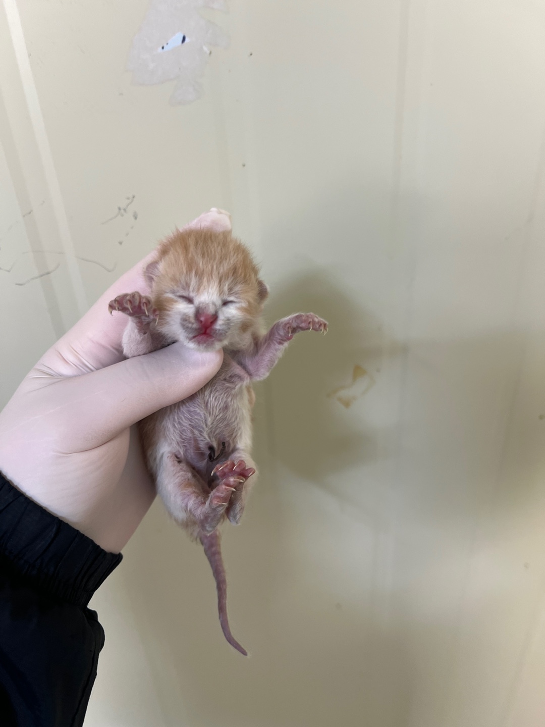 부산동물보호센터_426325202500022
