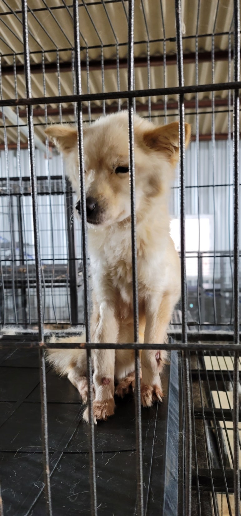 무안군유기동물보호소_446495202500067