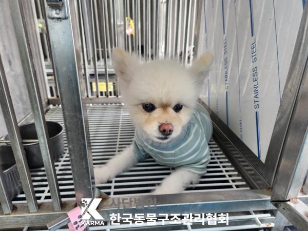 한국동물구조관리협회_411309202500015