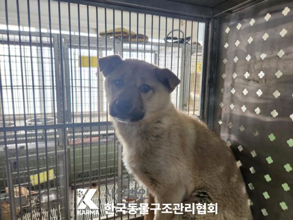 한국동물구조관리협회_441560202500265