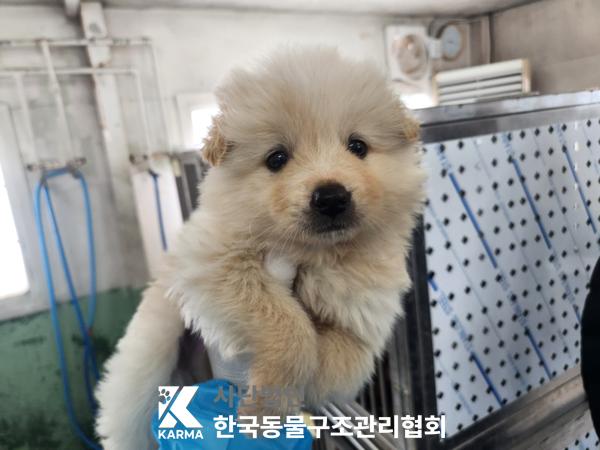한국동물구조관리협회_441560202500268