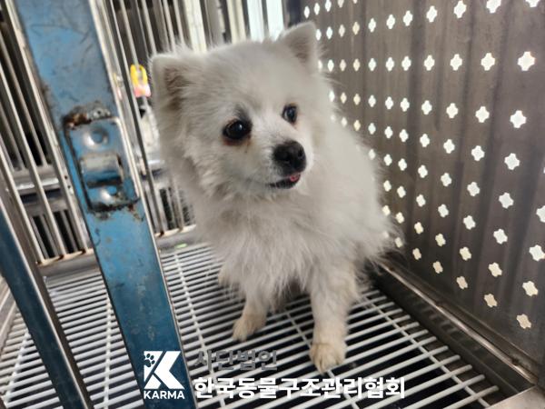 한국동물구조관리협회_411305202500055