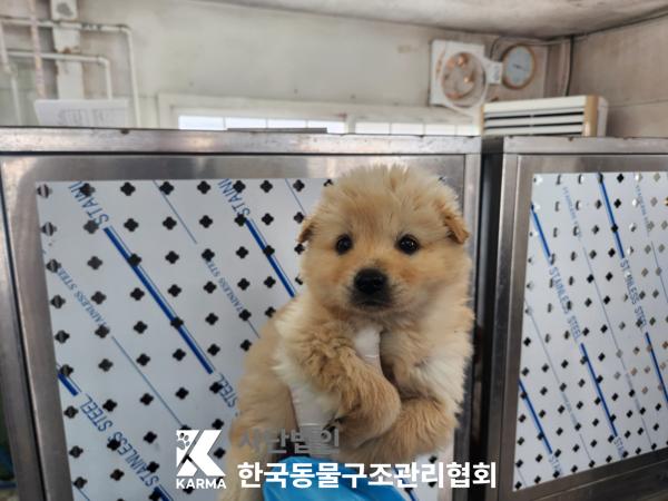한국동물구조관리협회_441560202500270