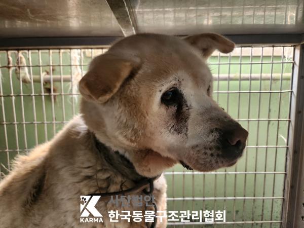 한국동물구조관리협회_441406202500165