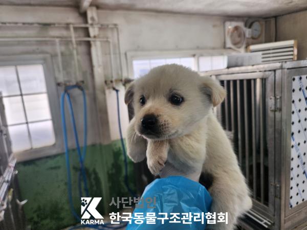 한국동물구조관리협회_441560202500266