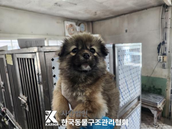 한국동물구조관리협회_441560202500269