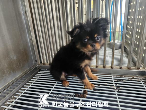 한국동물구조관리협회_441406202500170