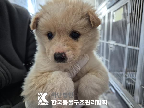 한국동물구조관리협회_441560202500274