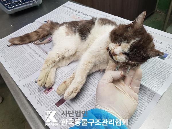 한국동물구조관리협회_411311202500120