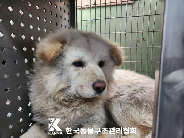 한국동물구조관리협회_441409202500331
