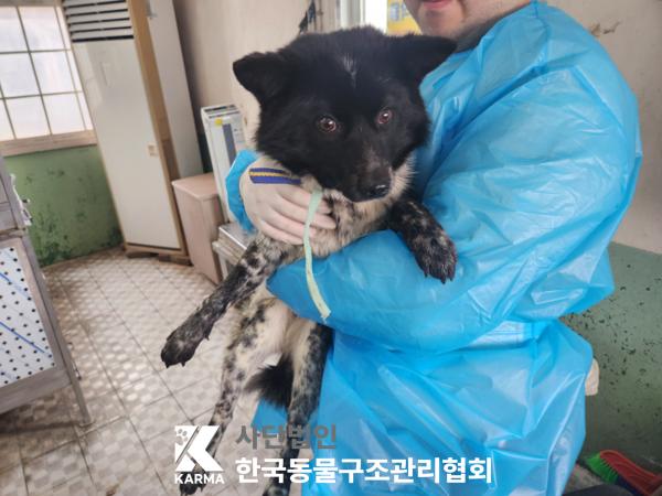 한국동물구조관리협회_441414202500106
