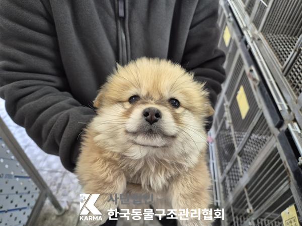 한국동물구조관리협회_441560202500273