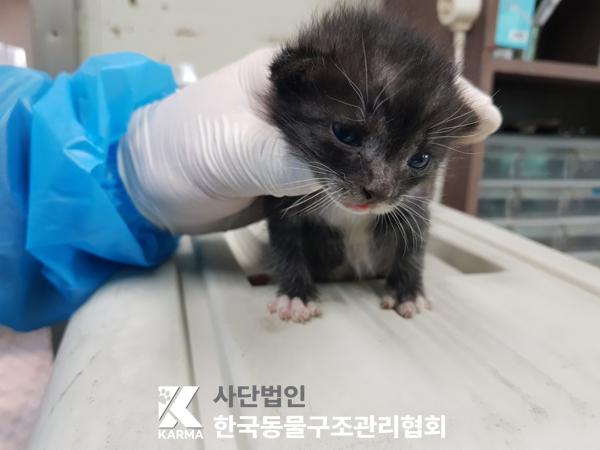 종료(입양) 한국 …