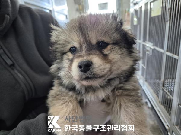 종료(기증) 믹스견…