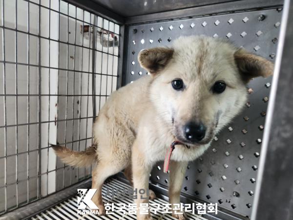 한국동물구조관리협회_441560202500277