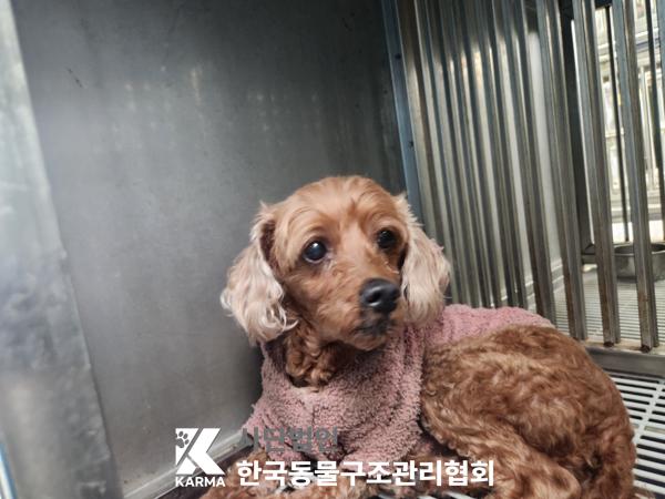 한국동물구조관리협회_441406202500171