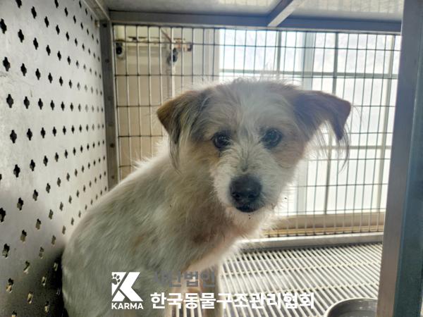 한국동물구조관리협회_441406202500169