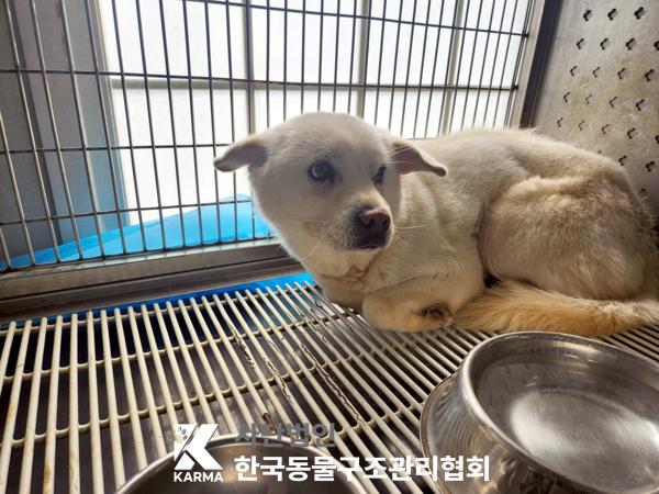 한국동물구조관리협회_441560202500276